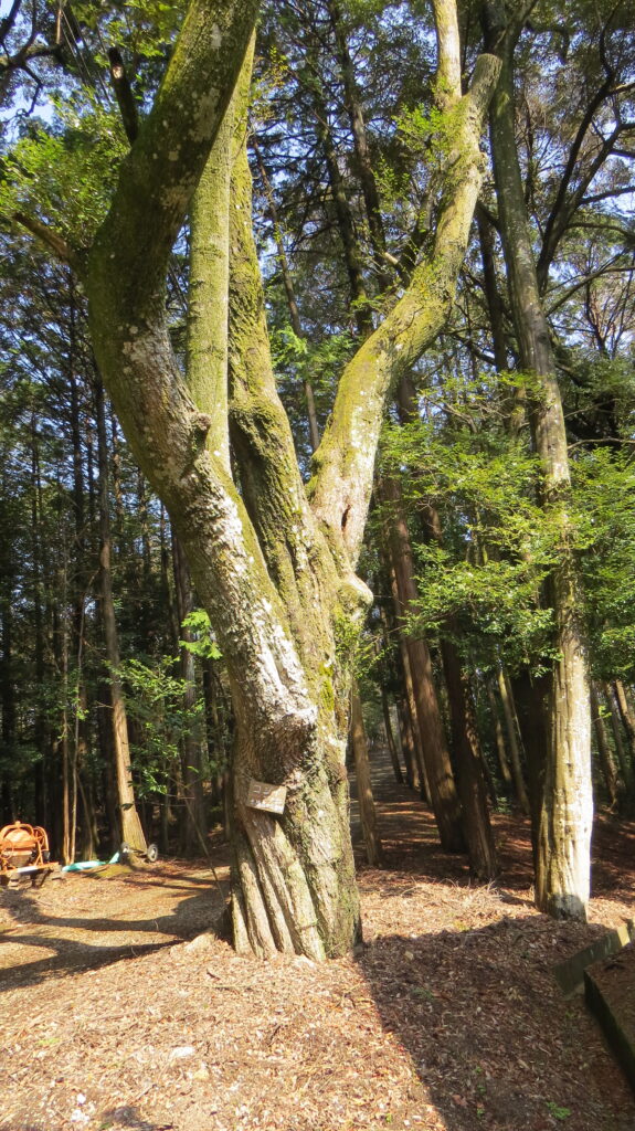 高雄山荘のコジイ