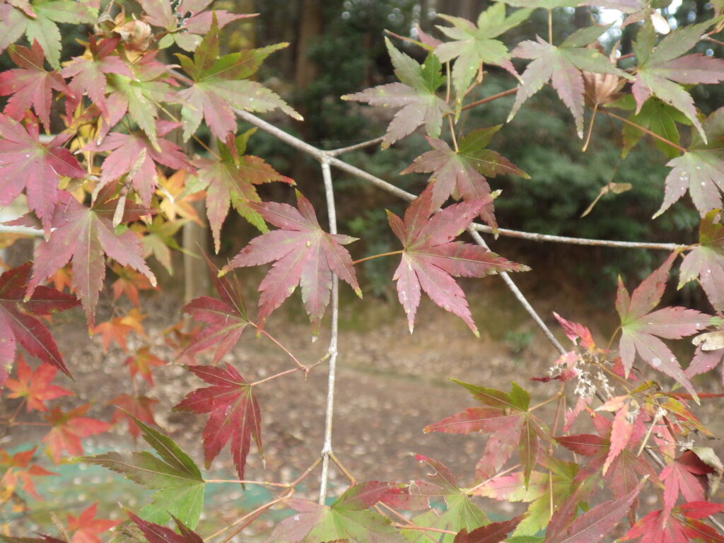 イロハモミジ